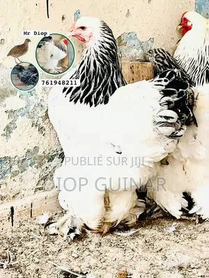 Poussins Brahma Herminé De Mr Diop