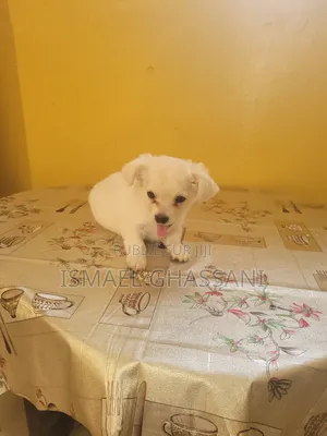 1-3 mois Homme Pure race Bichon Frise