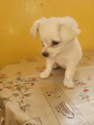 1-3 mois Homme Pure race Bichon Frise