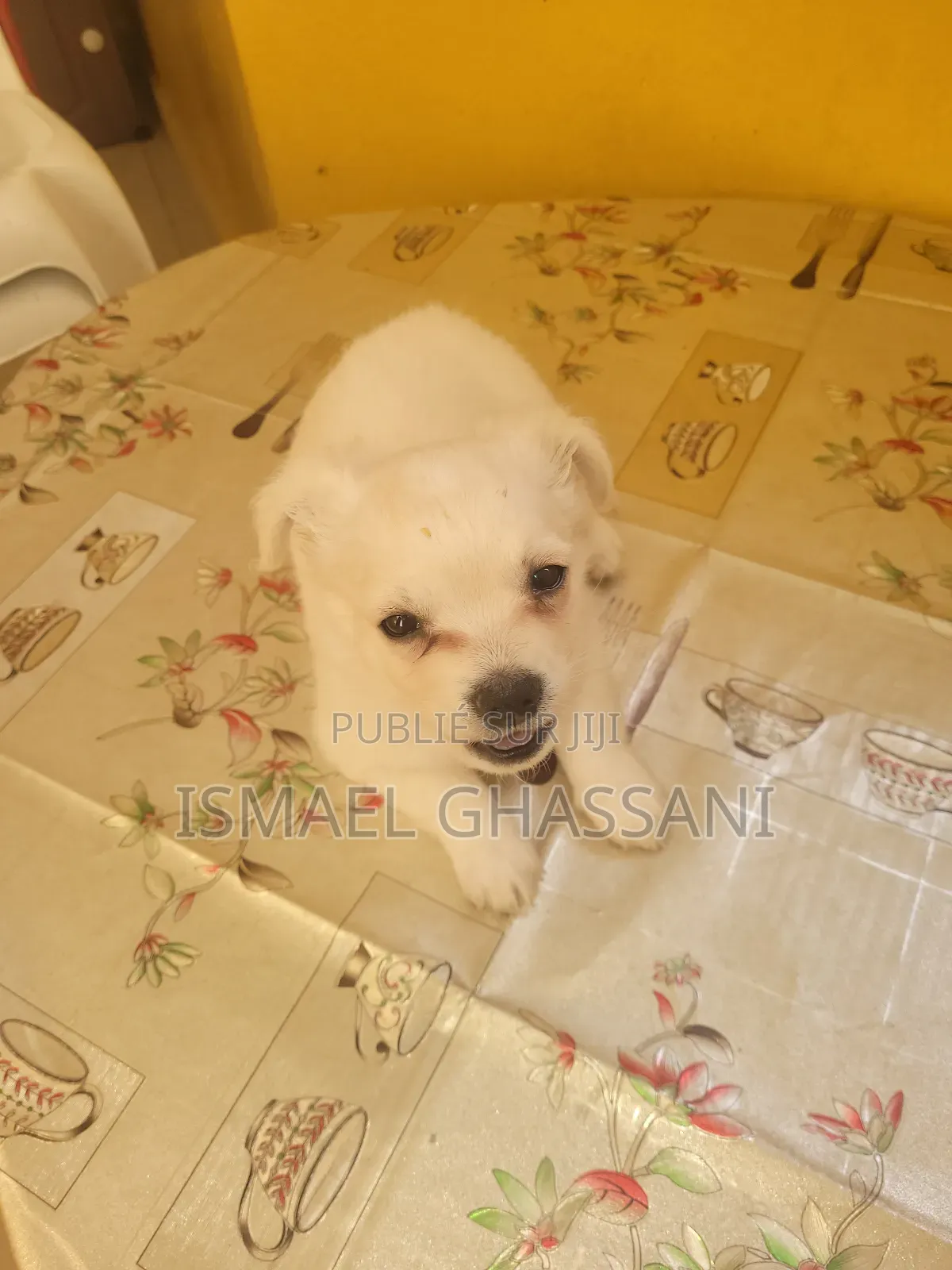 1-3 mois Homme Pure race Bichon Frise