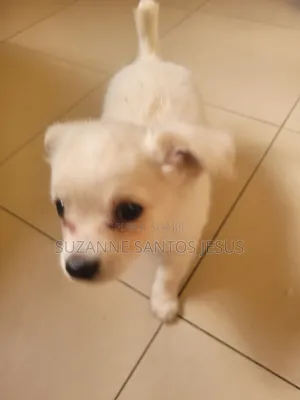 1-3 mois Homme Pure race Bichon Frise