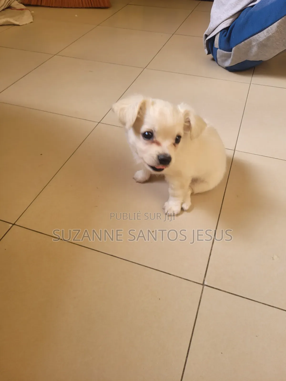 1-3 mois Homme Pure race Bichon Frise