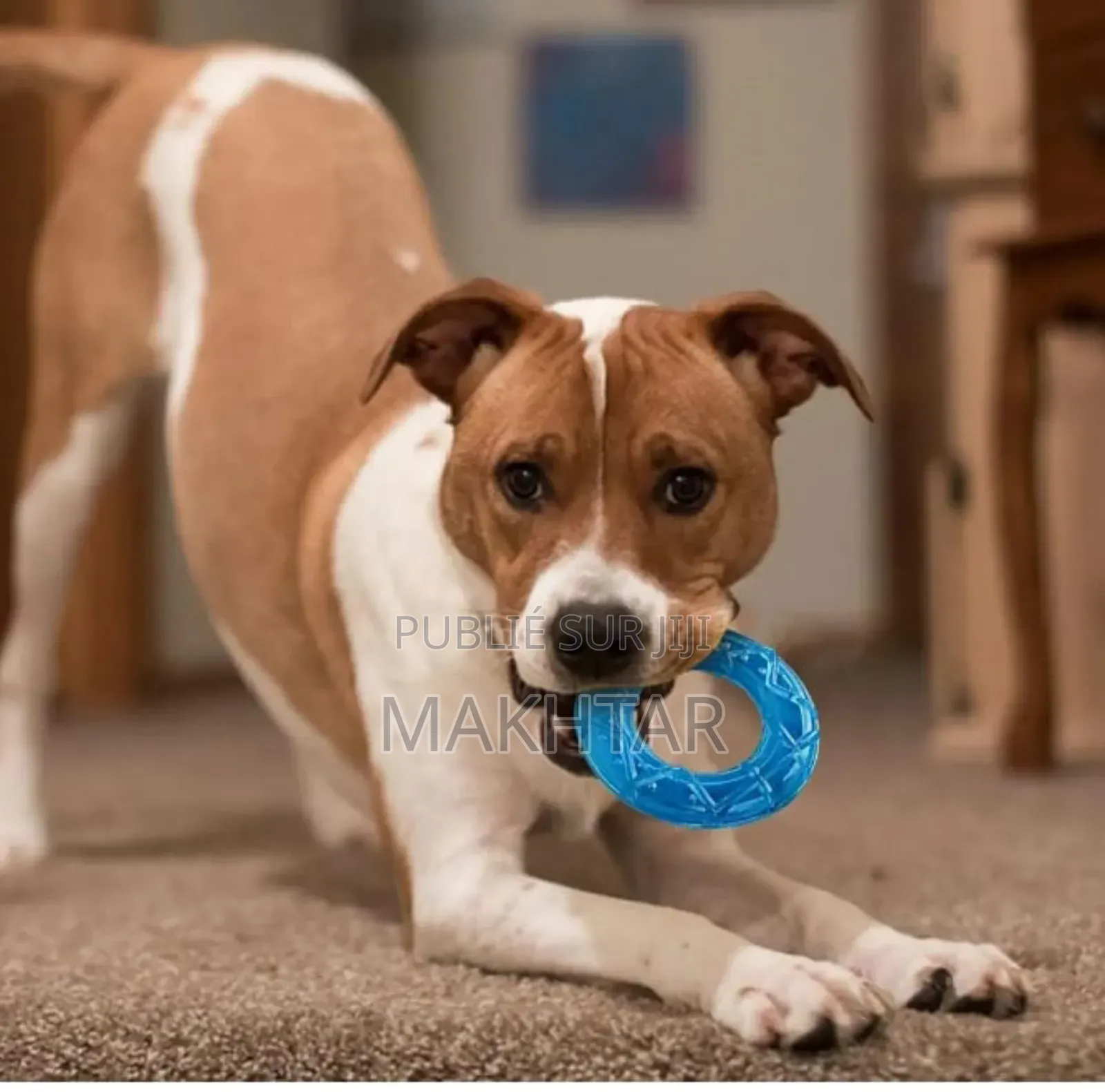 Jouet À Mâcher Pour Chien