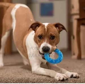 Jouet À Mâcher Pour Chien