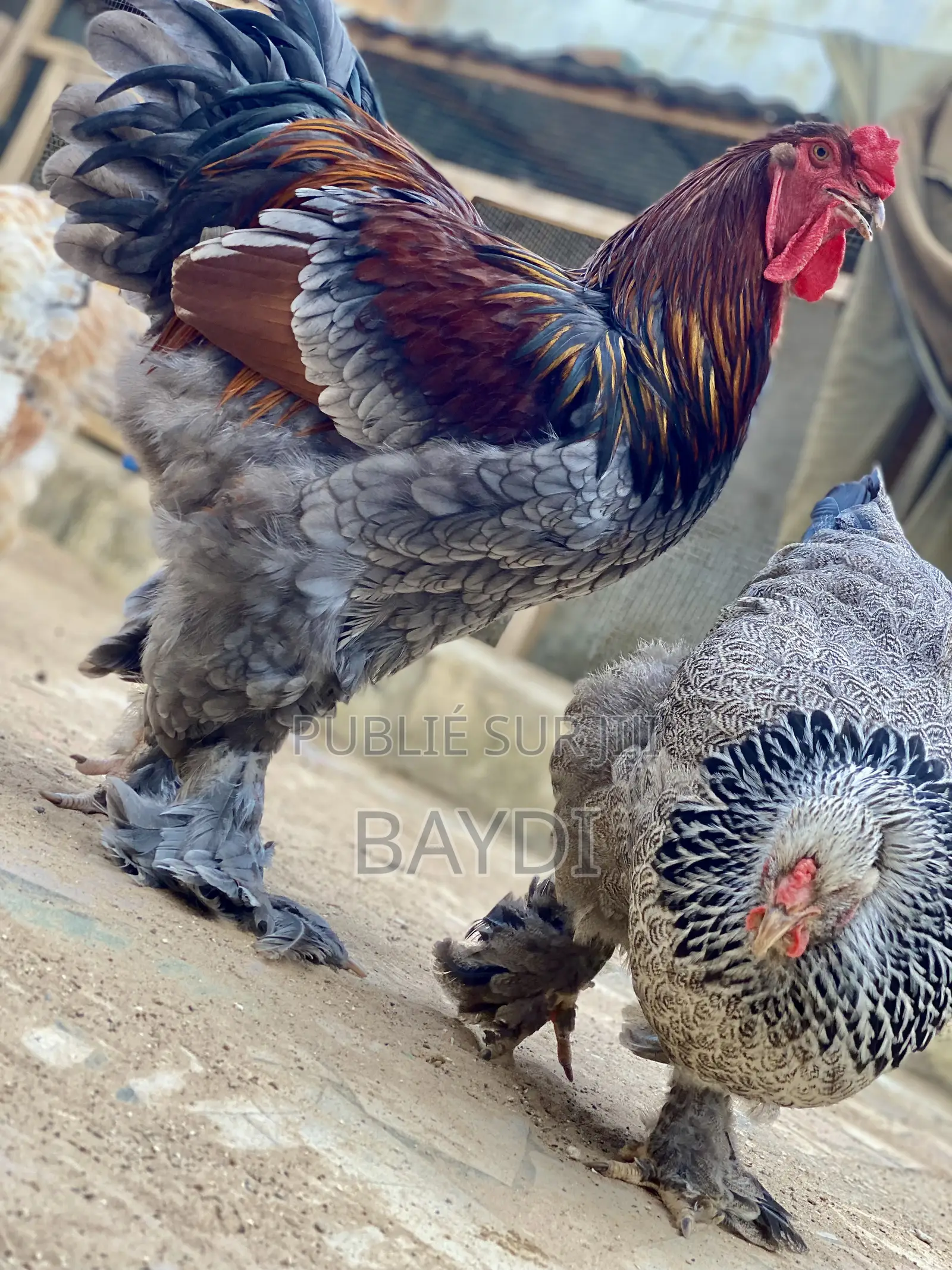 Poussins Pedrix Argenté