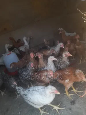 Vente De Poulet Bleu Hollandaise