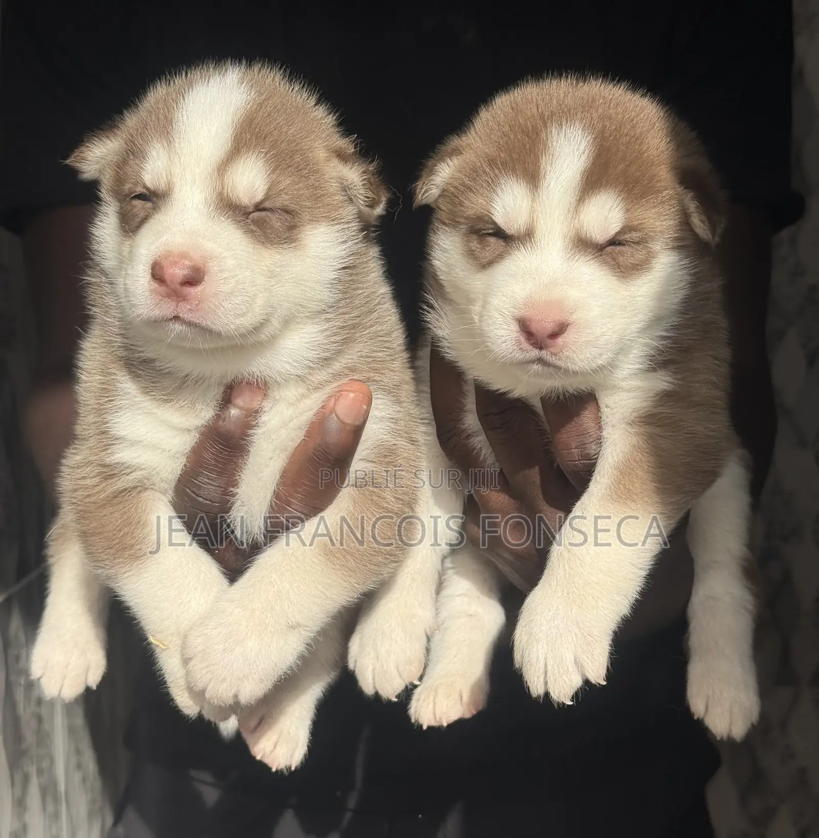 1-3 mois Homme Pure race Siberian Husky