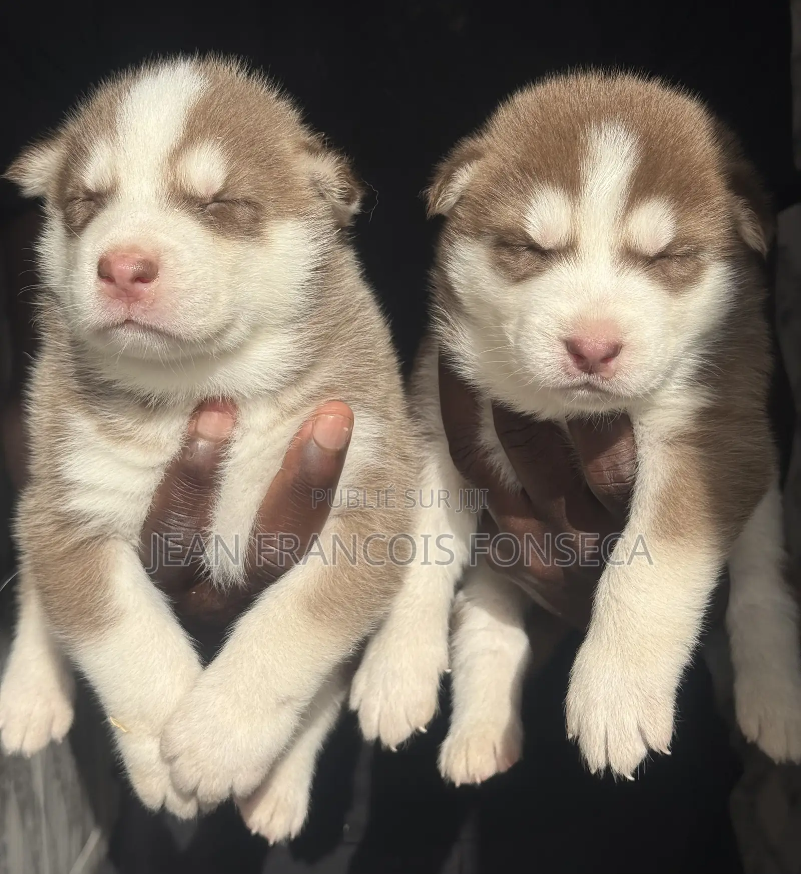 1-3 mois Homme Pure race Siberian Husky