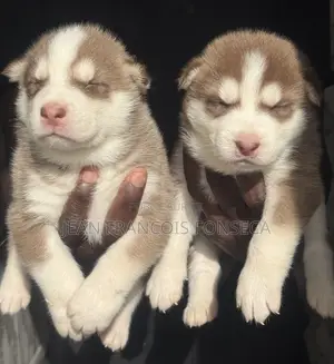 1-3 mois Homme Pure race Siberian Husky