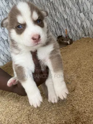 1-3 mois Homme Pure race Siberian Husky