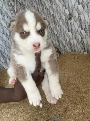 1-3 mois Homme Pure race Siberian Husky