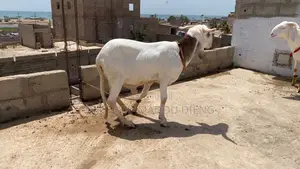 Vente De Mouton Pour La Tabaski