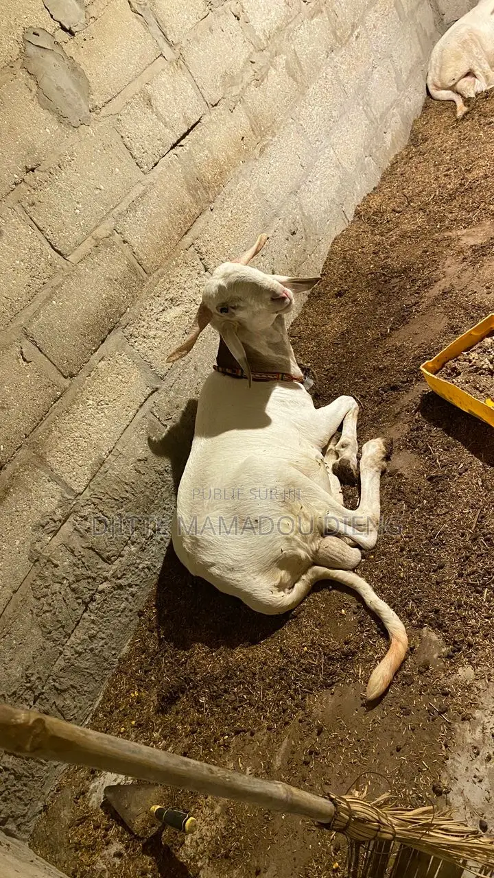 Vente De Mouton Pour La Tabaski