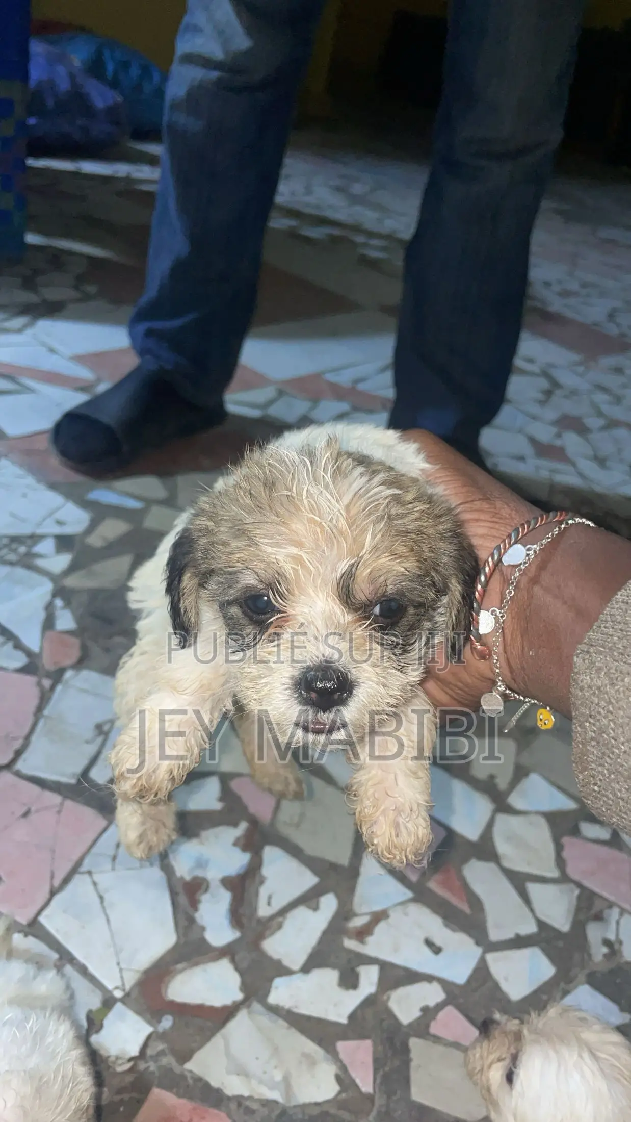 1-3 mois Homme Pure race Bichon Frise