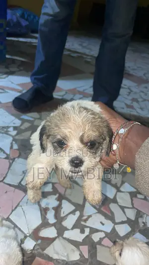 1-3 mois Homme Pure race Bichon Frise