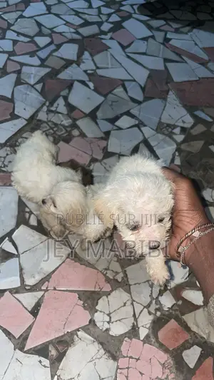 1-3 mois Homme Pure race Bichon Frise