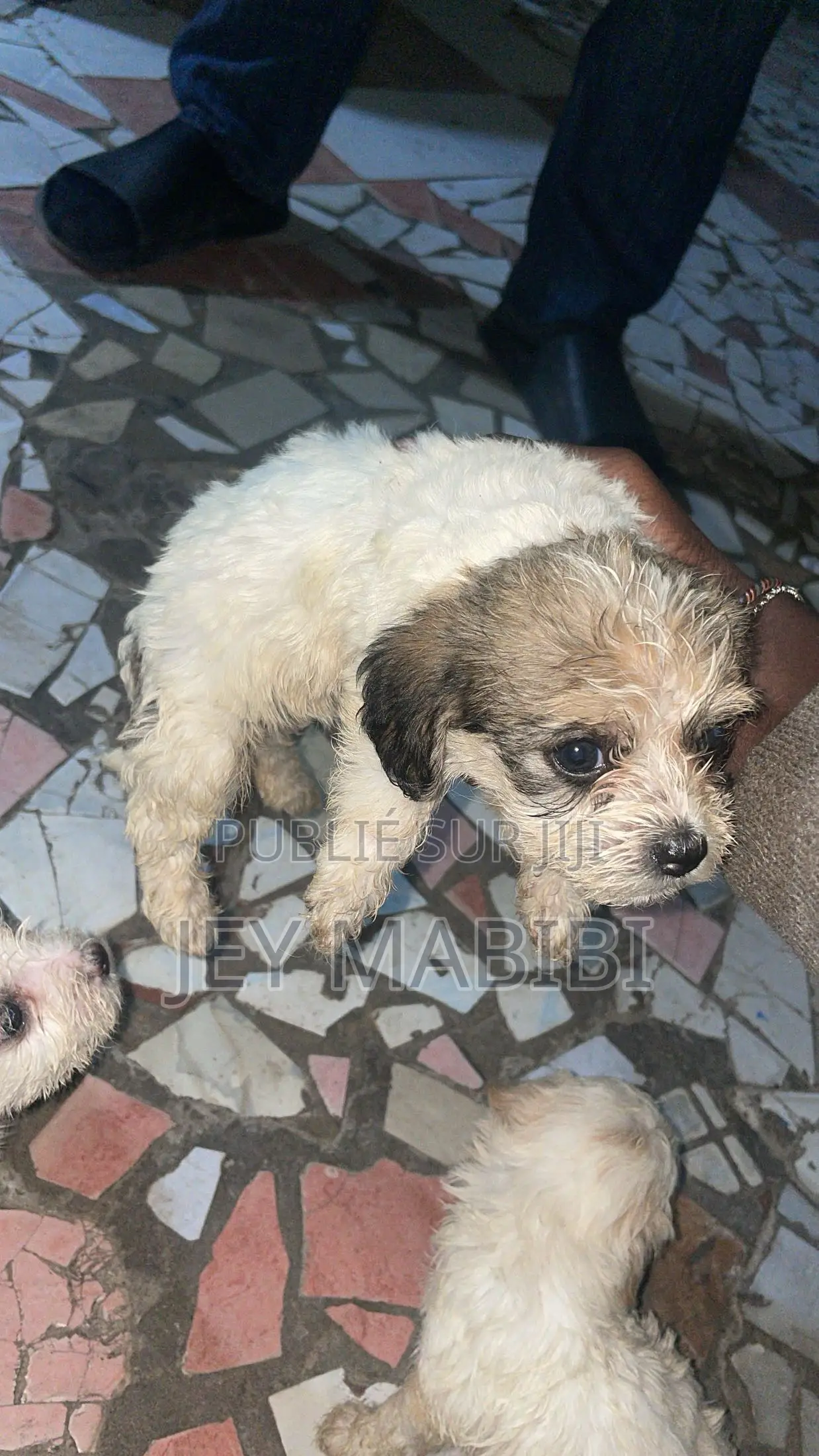 1-3 mois Homme Pure race Bichon Frise