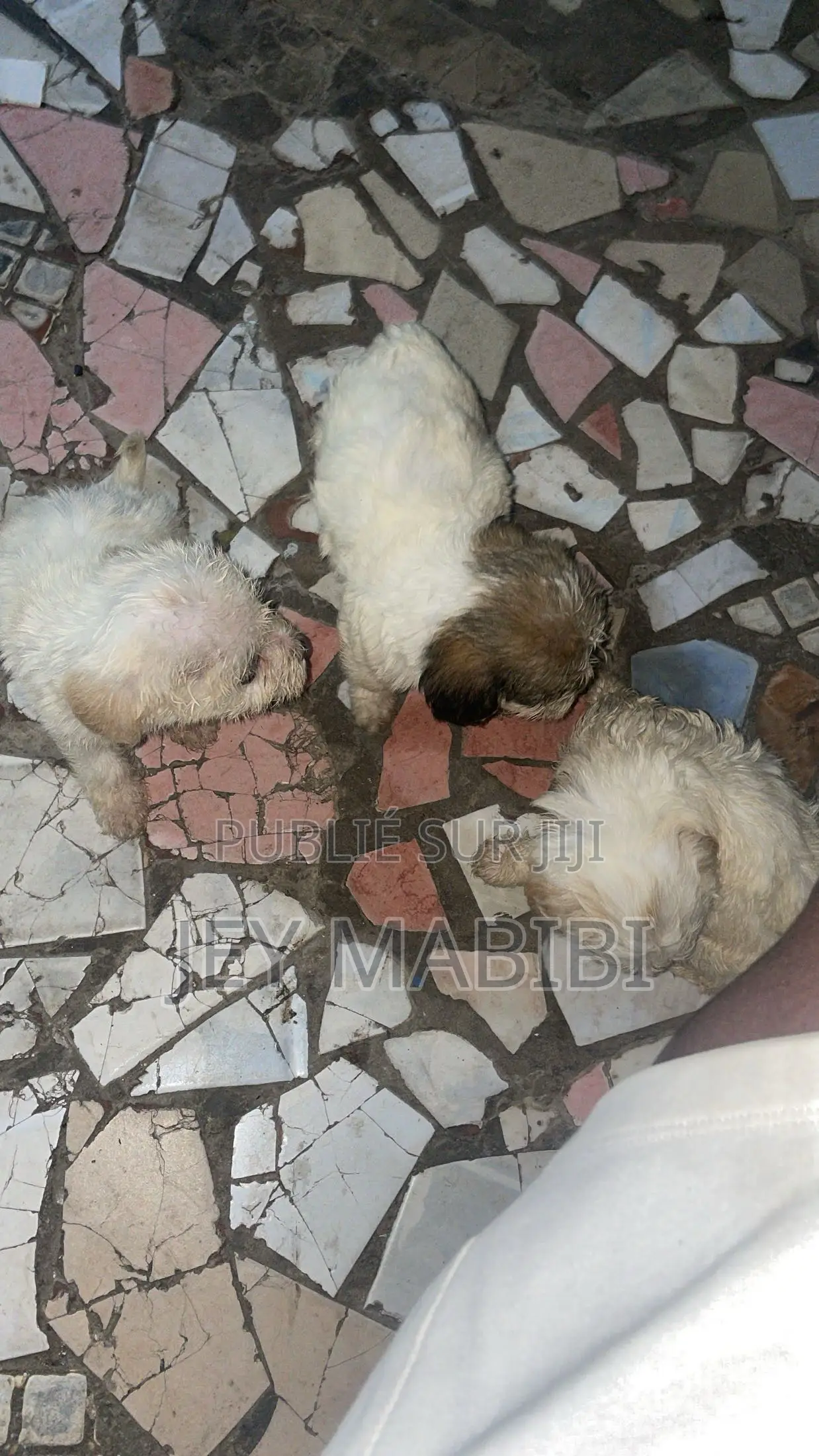 1-3 mois Homme Pure race Bichon Frise