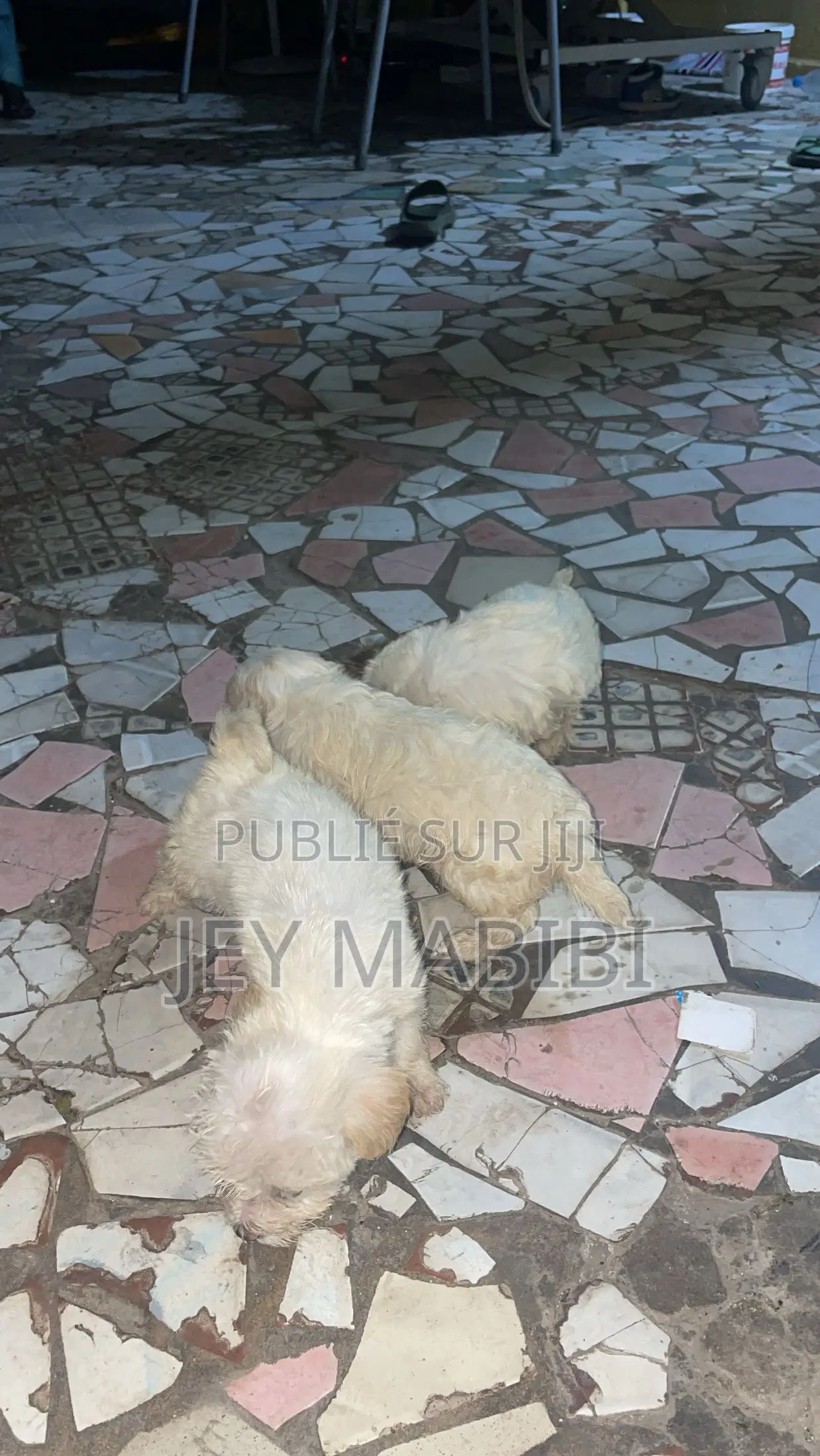 1-3 mois Homme Pure race Bichon Frise