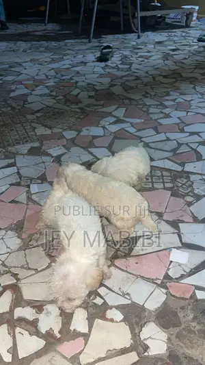 1-3 mois Homme Pure race Bichon Frise