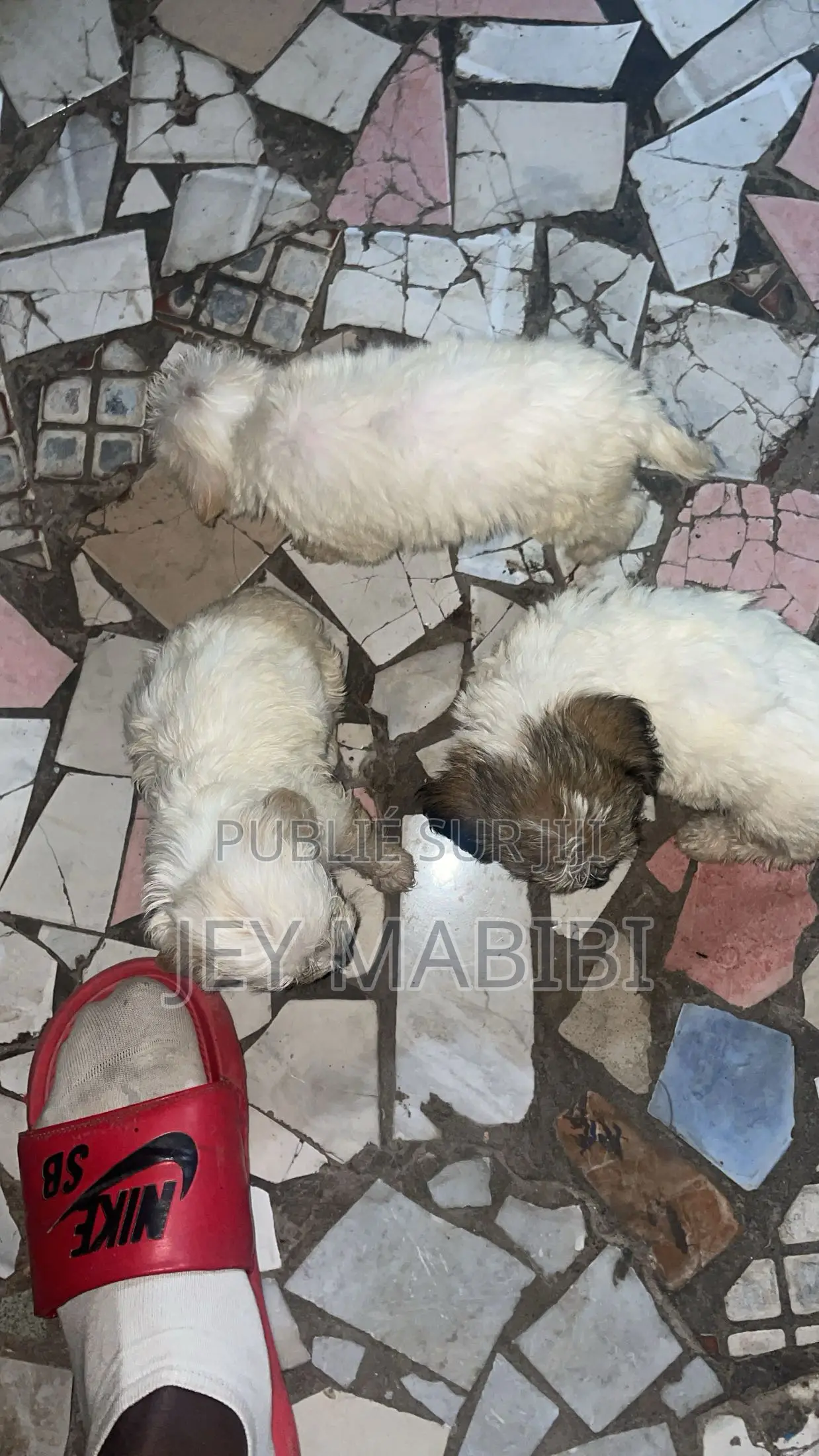 1-3 mois Homme Pure race Bichon Frise