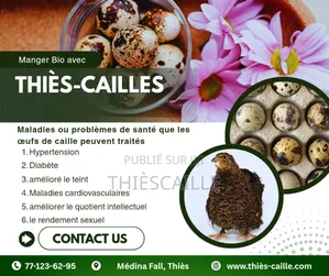 Œufs De Caille De Thiès Caille