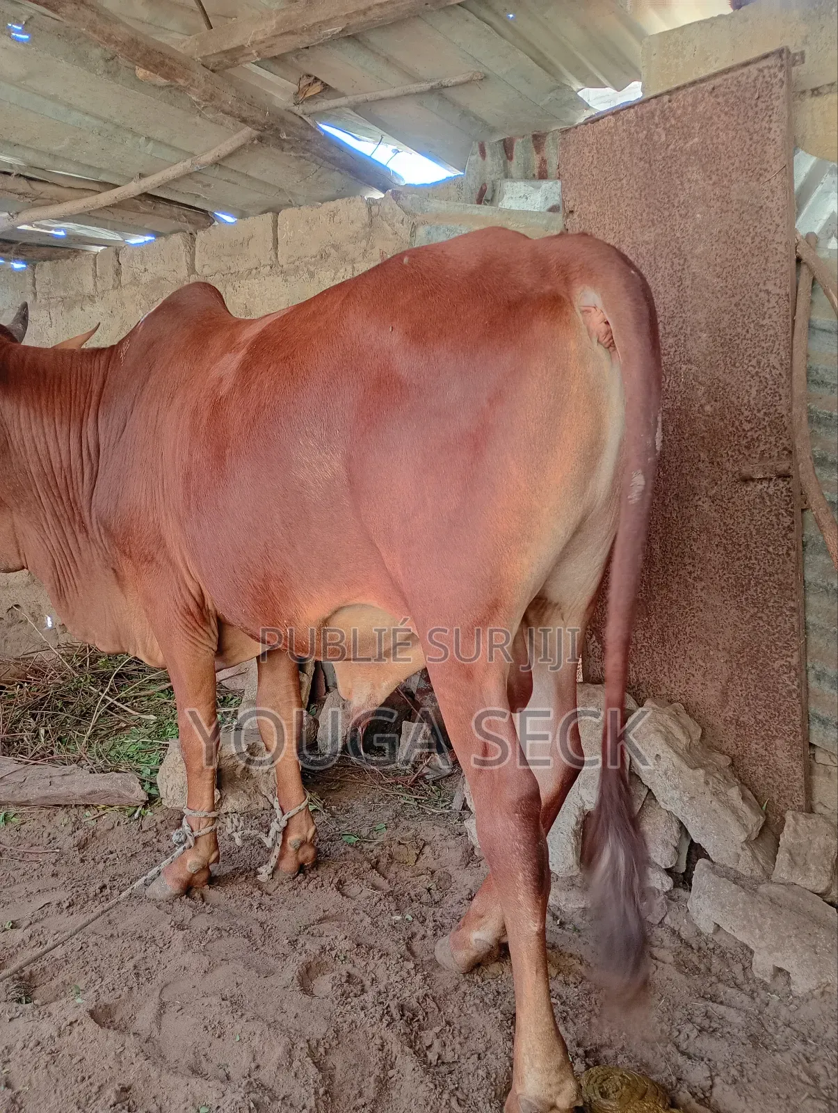Vente De Bœufs Mâle