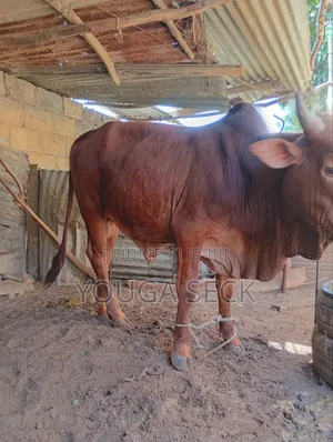 Vente De Bœufs Mâle