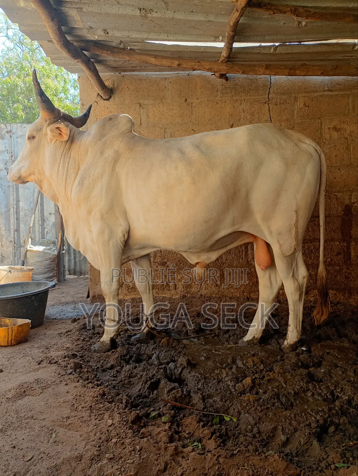 Vente De Bœufs Mâle