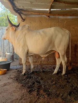 Vente De Bœufs Mâle