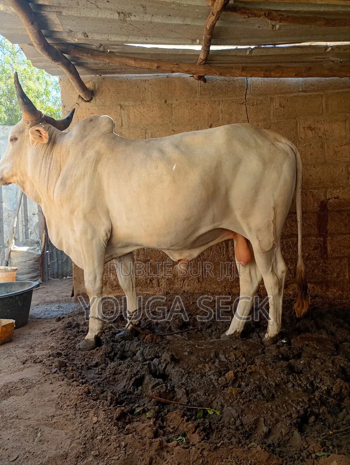 Vente De Bœufs Mâle