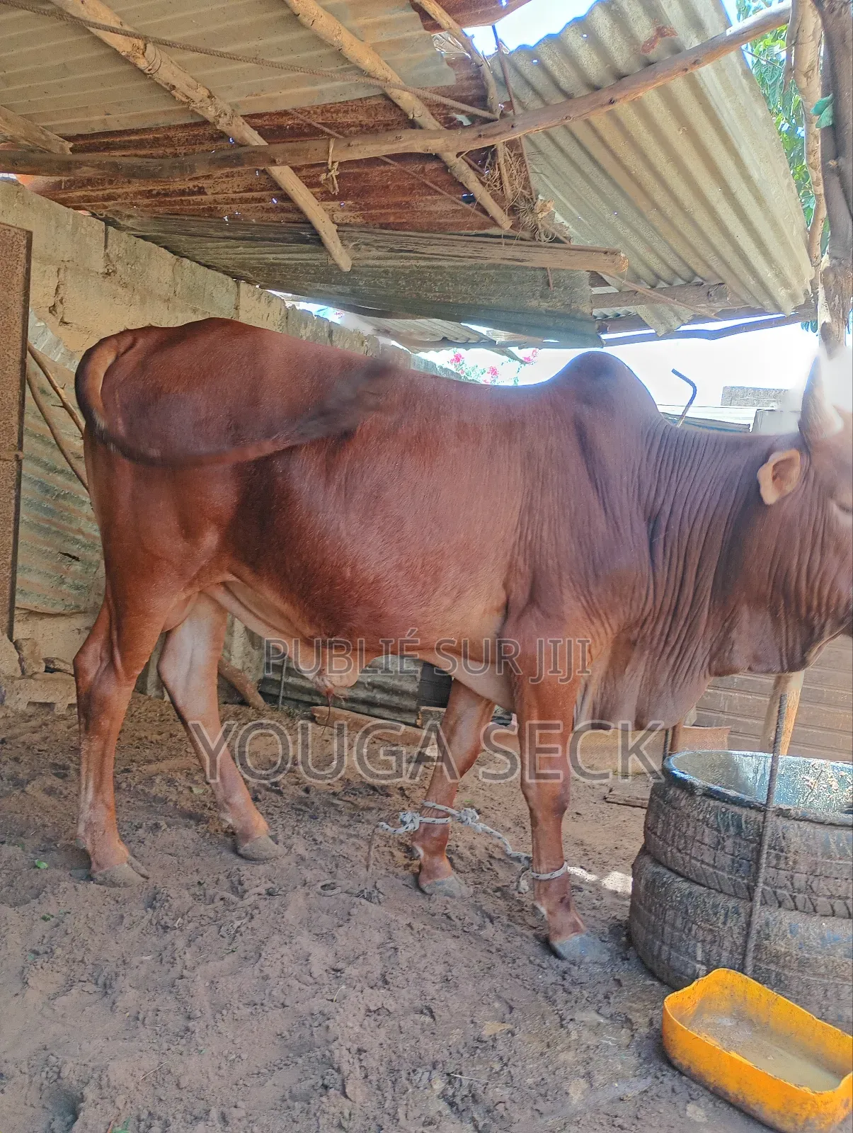 Vente De Bœufs Mâle