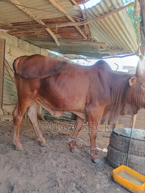 Vente De Bœufs Mâle