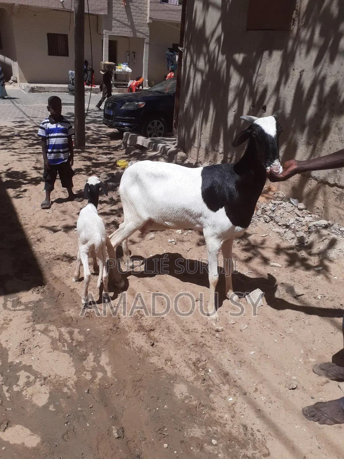 Femelle Ladoum Es Sa Fille