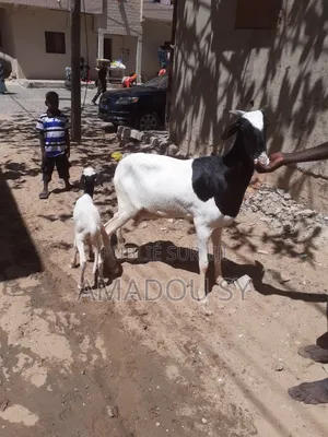 Femelle Ladoum Es Sa Fille