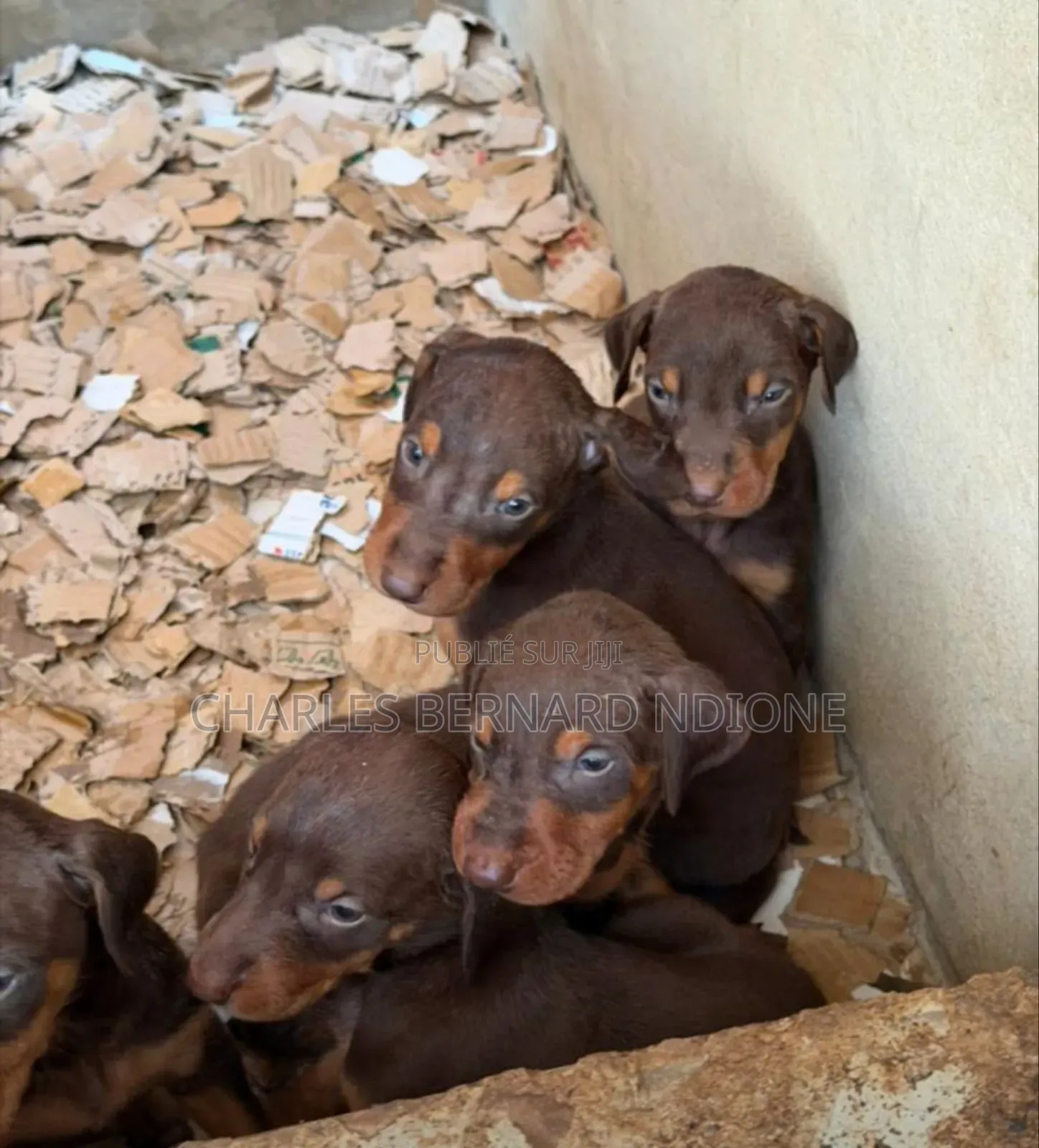 1-3 mois Homme Pure race Doberman Pinscher