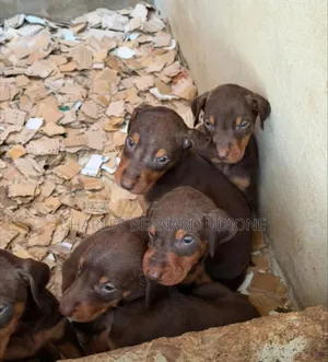 1-3 mois Homme Pure race Doberman Pinscher