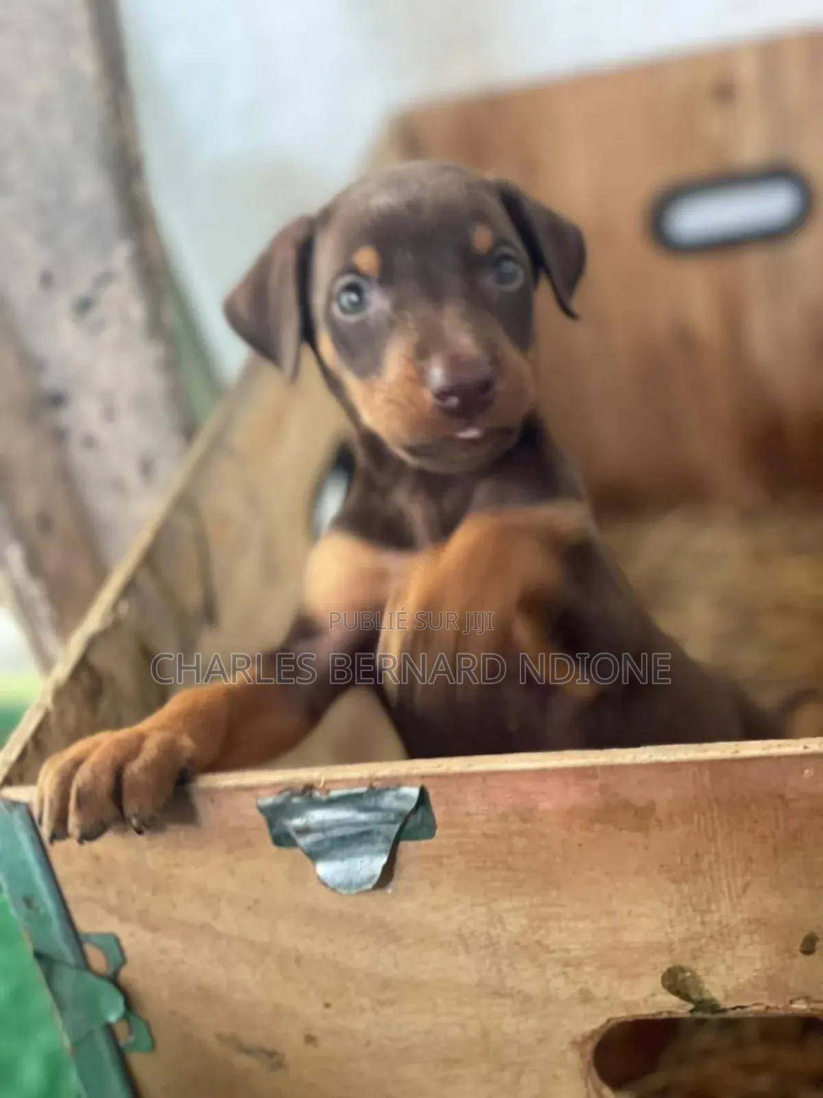 1-3 mois Homme Pure race Doberman Pinscher