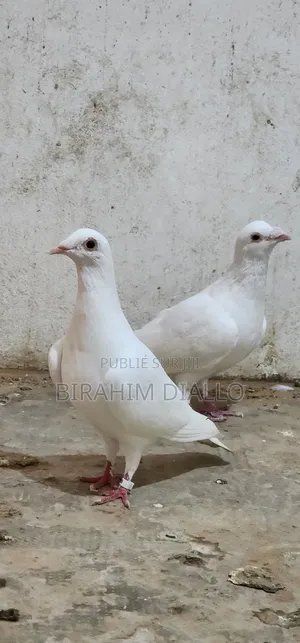 Voyageur Blanc Sec Femelle