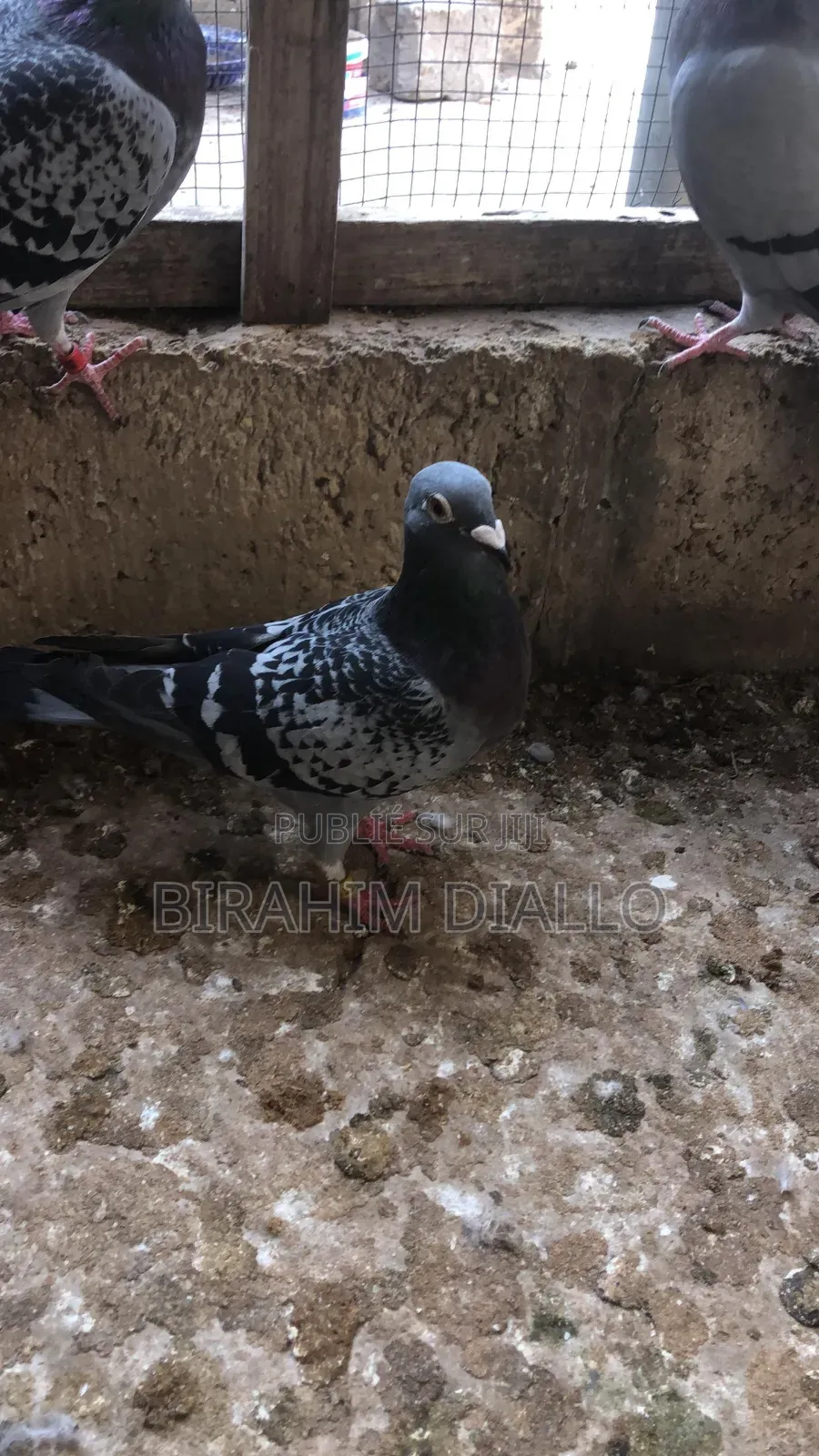 Voyageur Blanc Sec Femelle