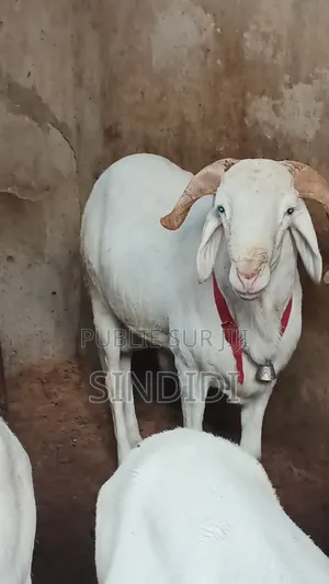 Mouton Kharaou Yaarr