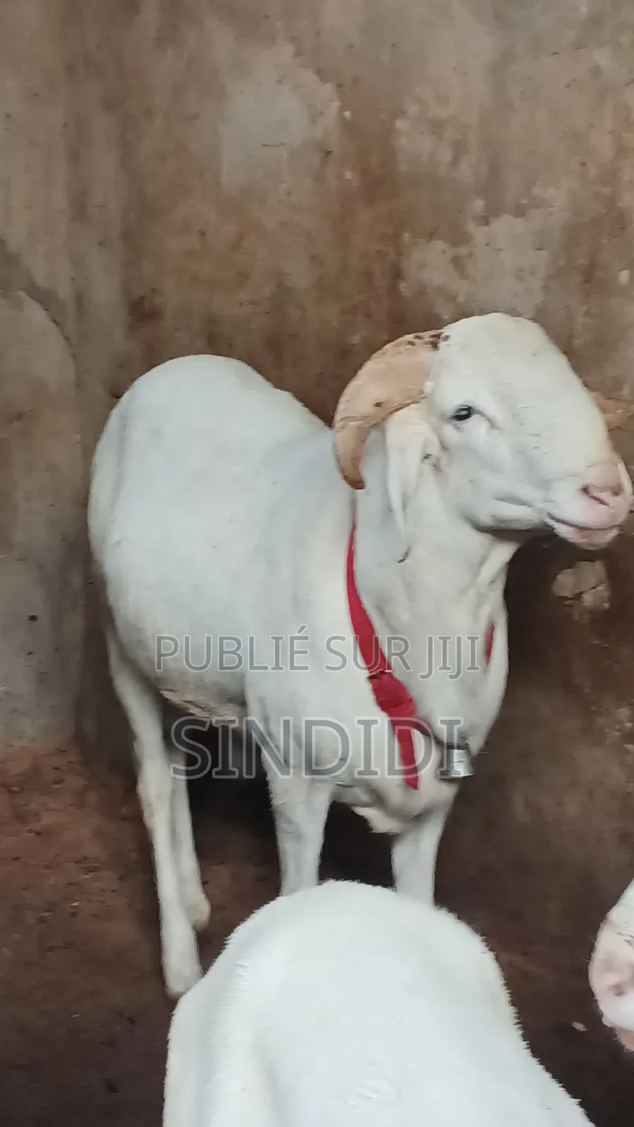 Mouton Kharaou Yaarr