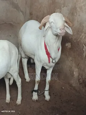 Mouton Kharaou Yaarr