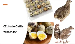 Oeufs De Caille