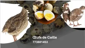 Oeufs De Caille