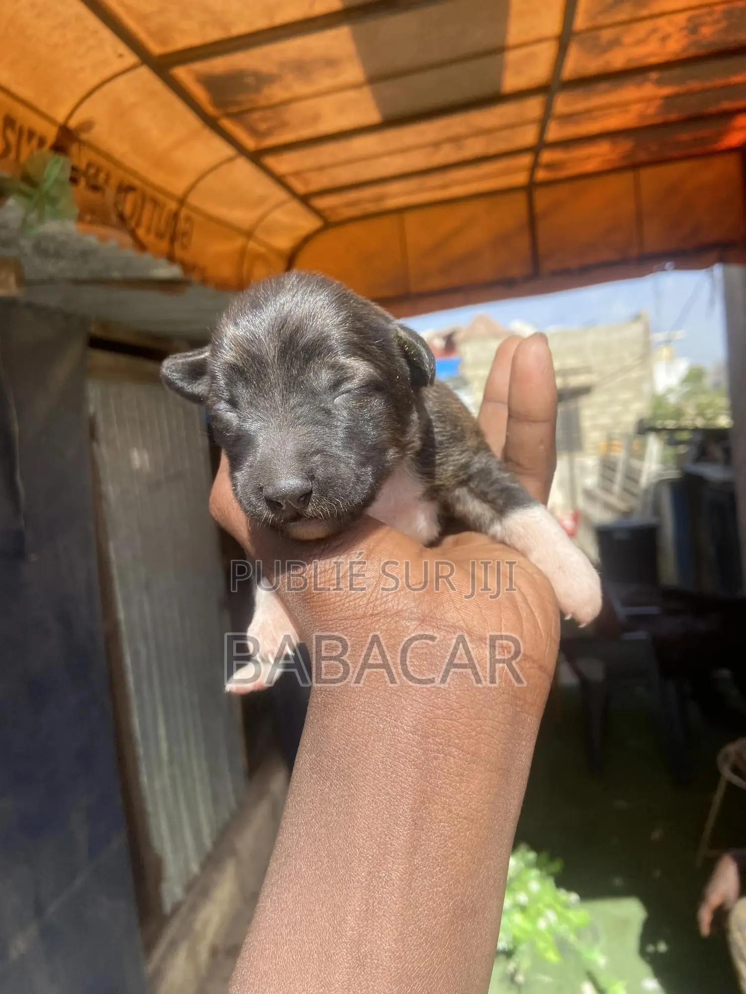 0-1 mois Femme Race mixte Dogue de Bordeaux