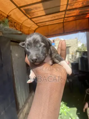 0-1 mois Femme Race mixte Dogue de Bordeaux