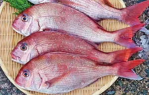 Gr At Nnie~Business Vente En Ligne De Divers Produits