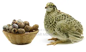 Cailles De Qualité Supérieure – Disponible Maintenant