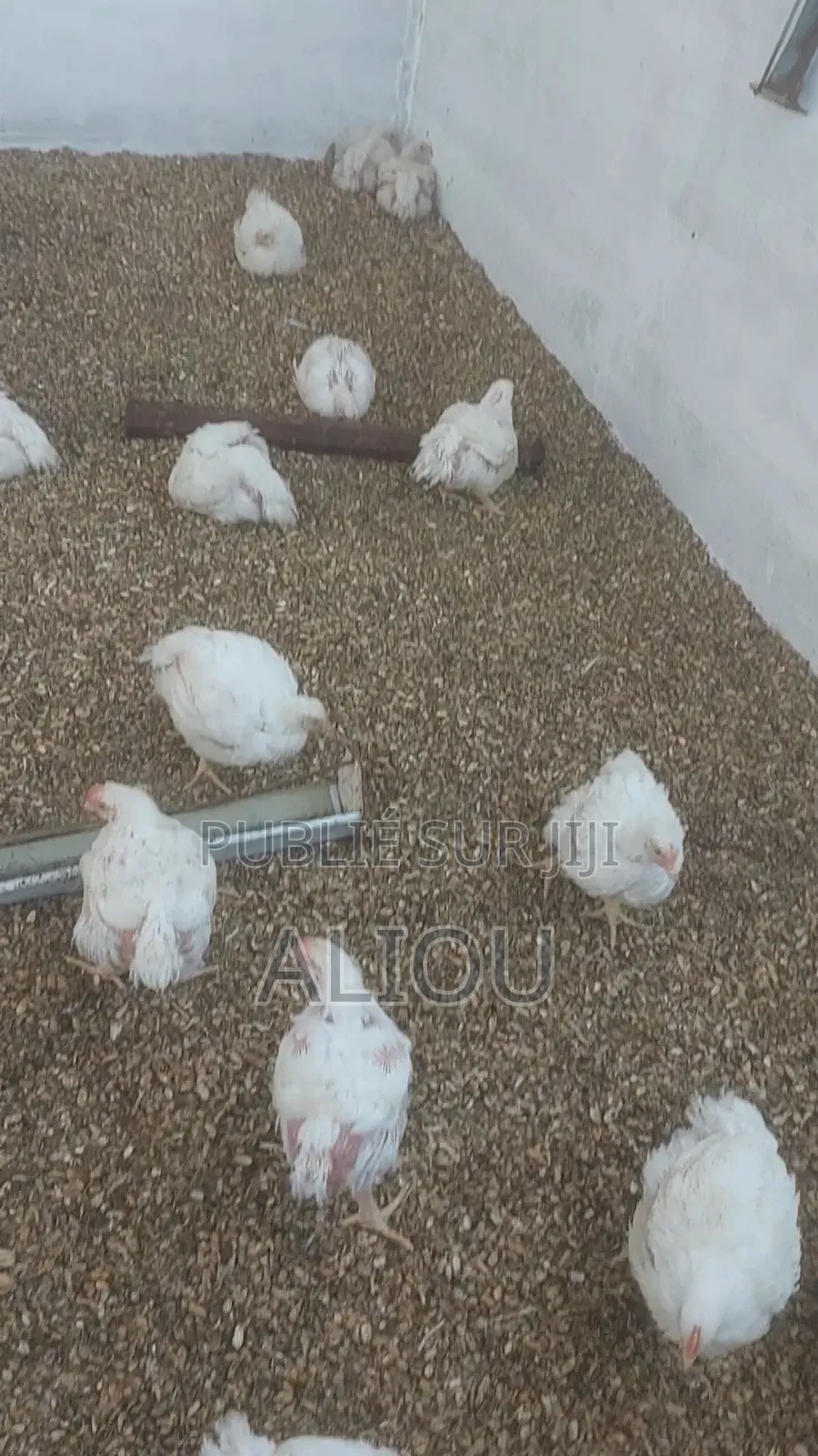 Poulet De Chair
